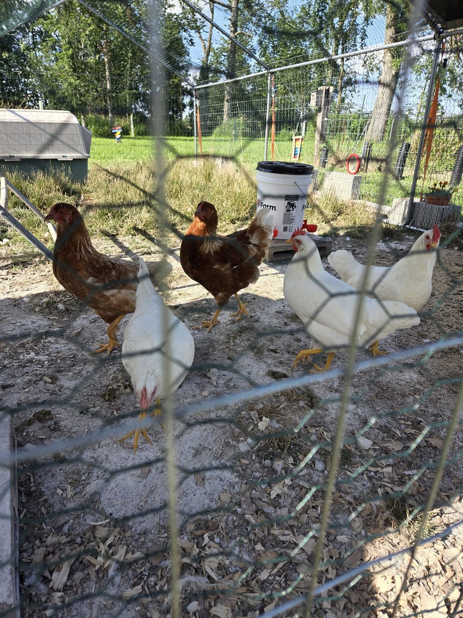 Chickens at Tiny Hiney Acres