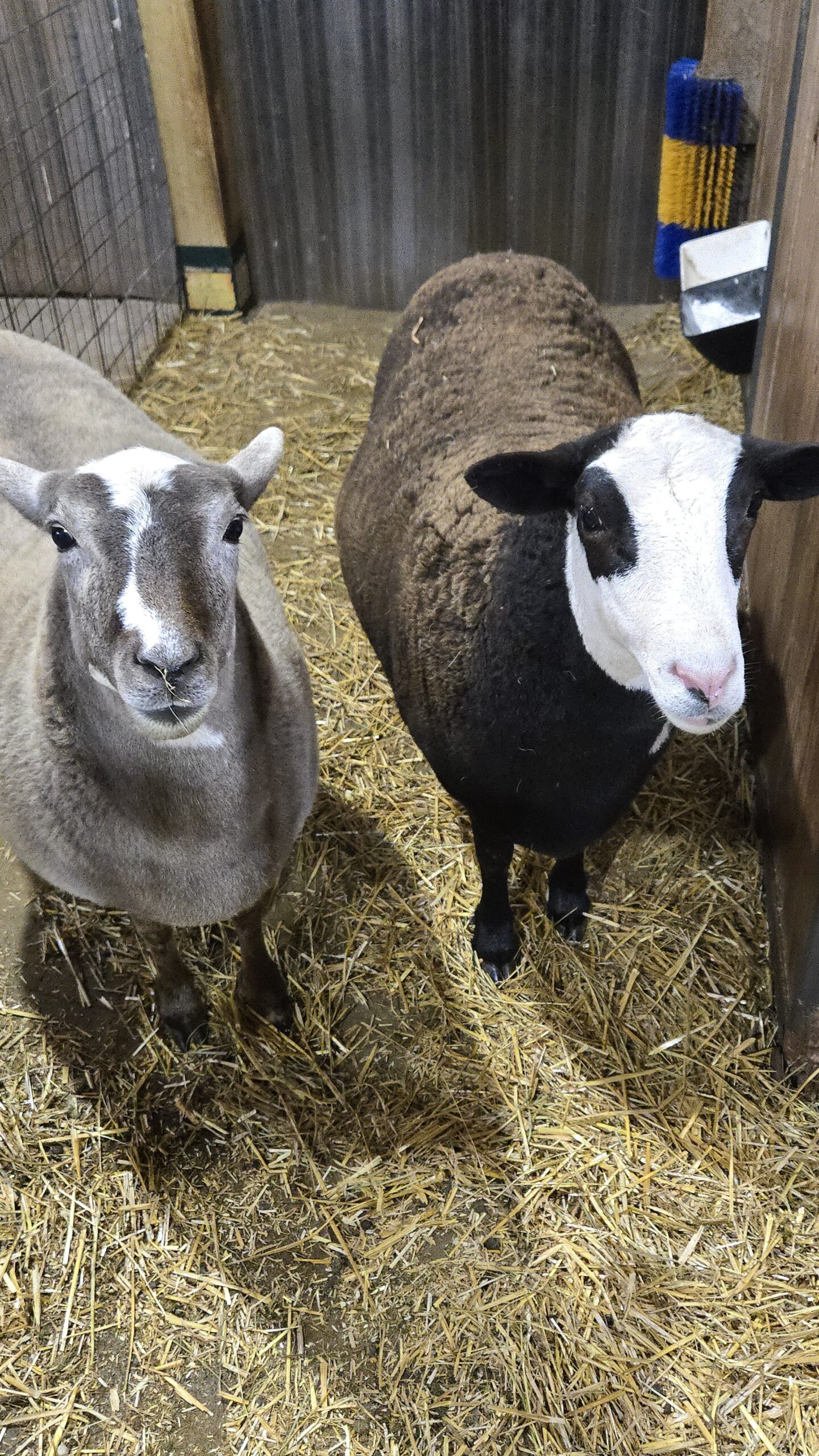 Adonis and Phoebe at Tiny Hiney Acres
