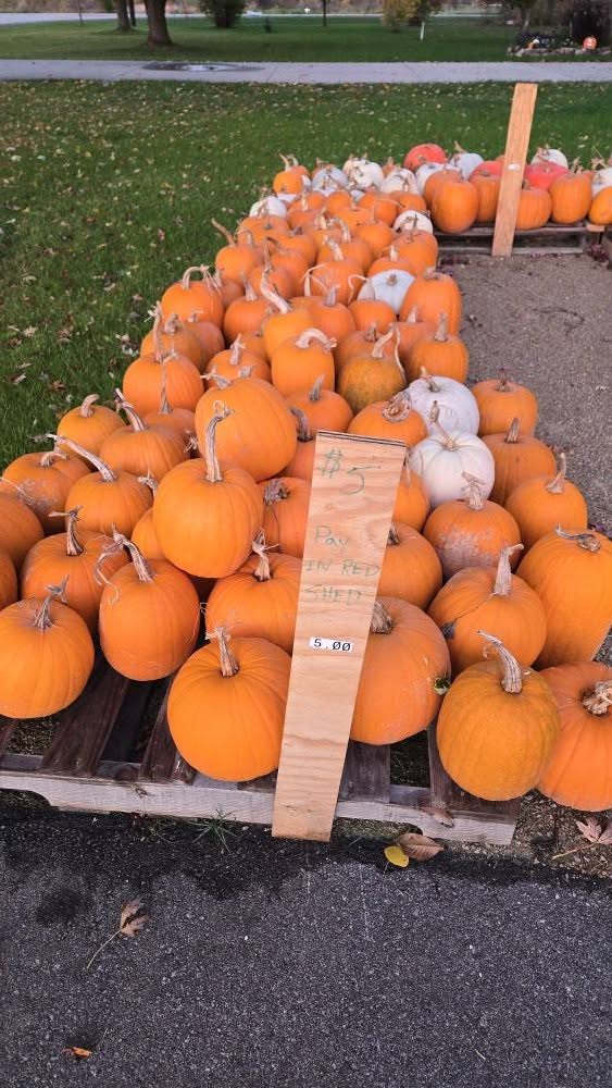 More pumpkins at Tiny Hiney Acres