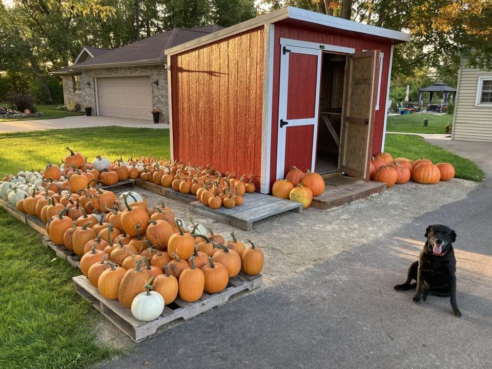 Pumpkins at Tiny Hiney Acres