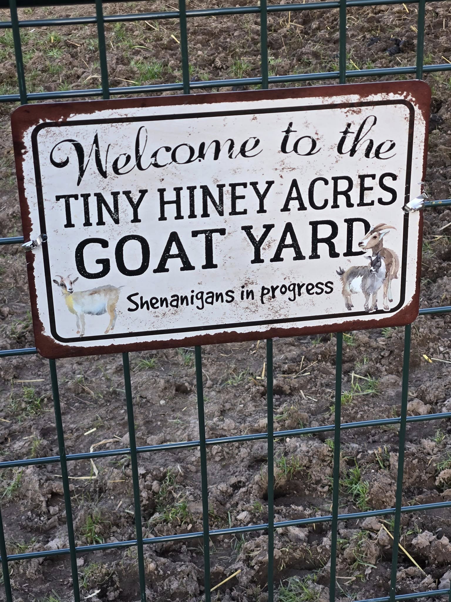 Tiny Hiney Acres goat yard